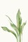 Aspidistra Variegata II by Errico and Slyp - Item # VARPDXBP028A